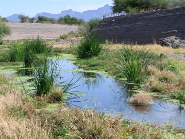 “再生水使图森圣克鲁斯河上繁荣的生态系统恢复生机