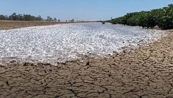 “25年来棉花种植者的用水量减少了一半