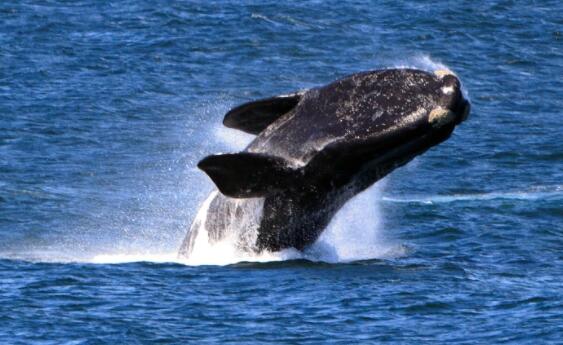 “大西洋变暖使露脊鲸濒临灭绝