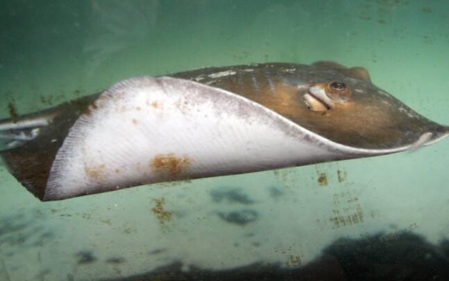 “突出的眼睛和嘴巴使黄貂鱼在流体动力学上更有效率
