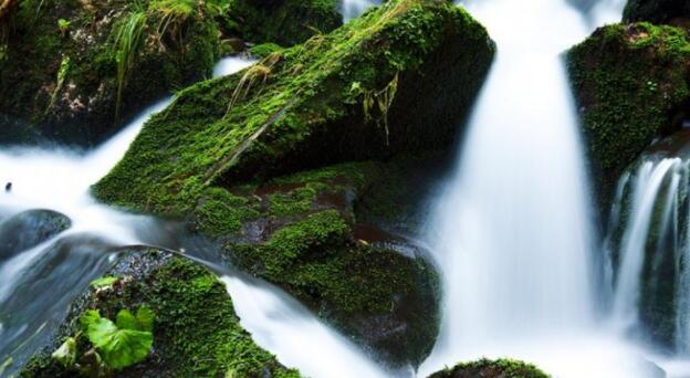 “基岩中的水能否使森林生态系统免受气候变化的影响