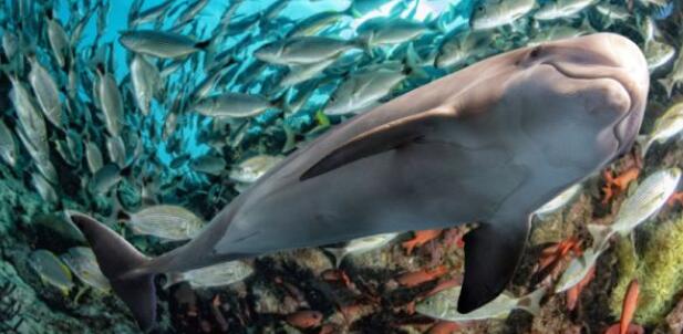 “改变海洋生物多样性的发现和监测