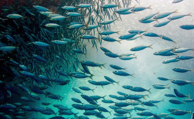 “基因组学解释世界著名的沙丁鱼迁徙