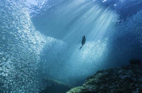 改变海洋生物多样性的发现和监测