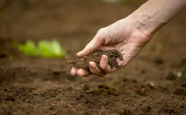 “哈里亚纳邦淹水土地的土壤肥力有待改善