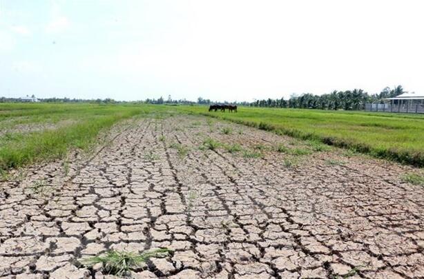 “湄公河三角洲地区面临缺水和盐渍入侵