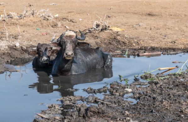 “在伊拉克著名的沼泽地 气候变化正在颠覆一种生活方式