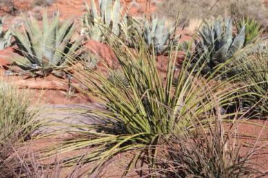 “随着节约用水的呼声不断 房主可能想要考虑xeriscape