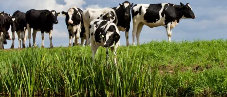“密歇根农场被指控用动物粪便污染水源