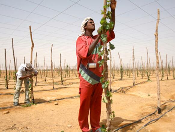 “由于水资源稀缺利比亚越来越多的农民放弃了他们的农场