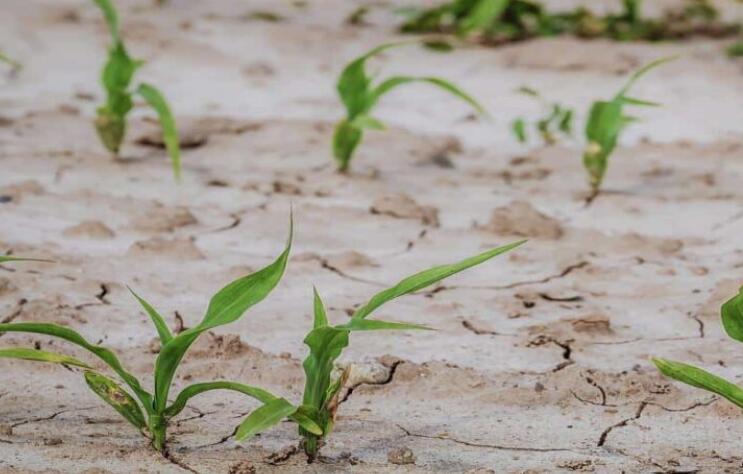 全球大多数农田的“绿水”将减少